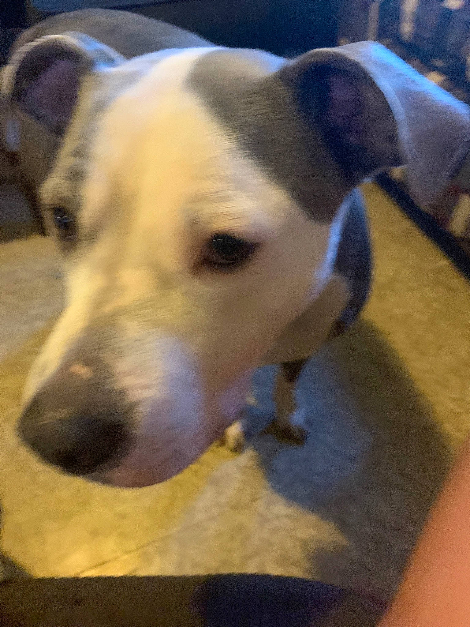 Rocky joined the competition — help win amazing prizes! canidae, carnivore, dog, dog_breed, ear, fawn, mammal, nose, potcake_dog, rare_breed_dog, snout, vertebrate, whiskers