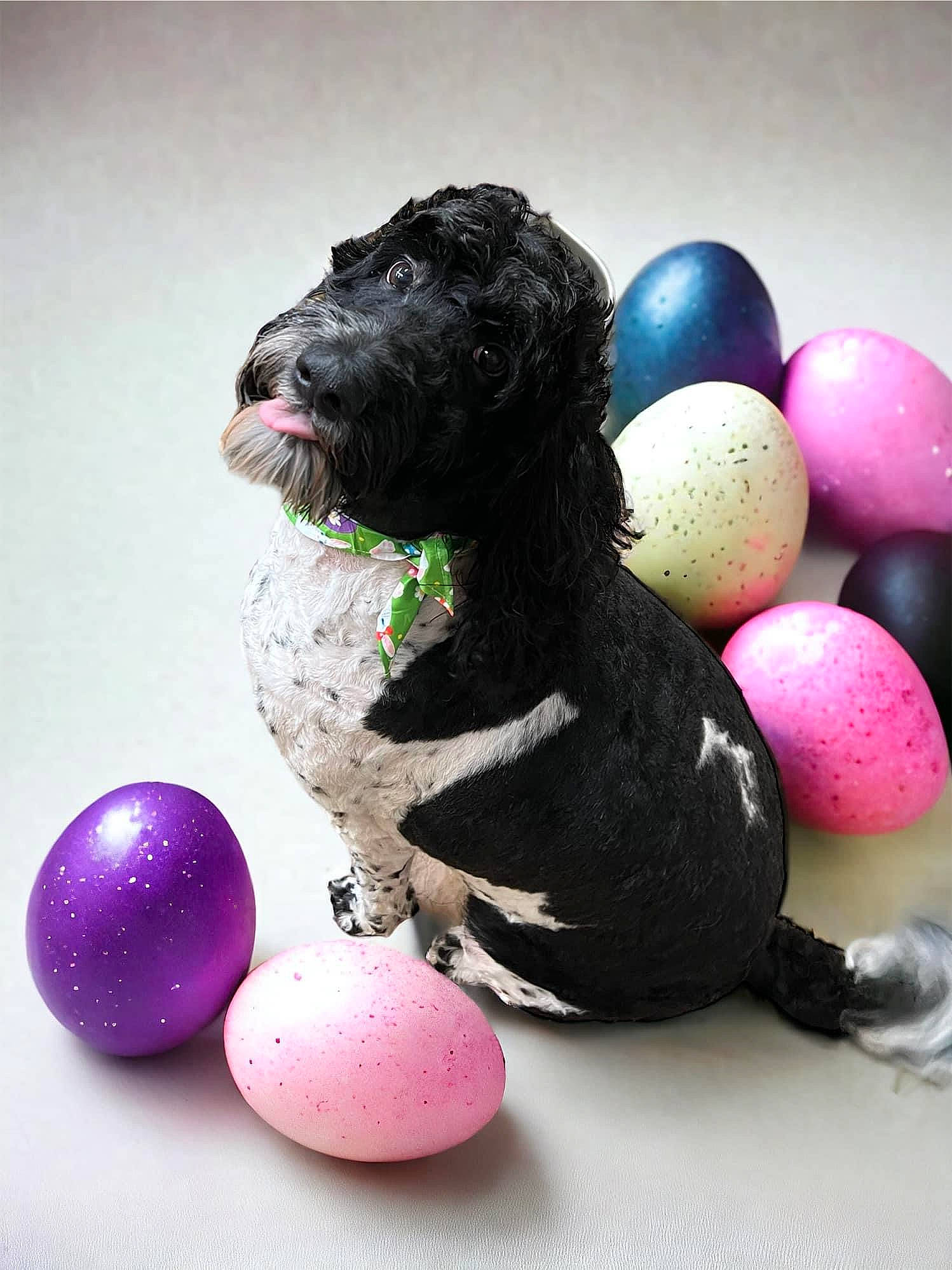 Lucy is registered to the contest to win money with this photo: ball, canidae, carnivore, companion_dog, dog, dog_breed, dog_supply, dog_toy, event, fashion_accessory, magenta, mammal, pink, sculpture, snout, sporting_group, stuffed_toy, toy, vertebrate, working_animal
