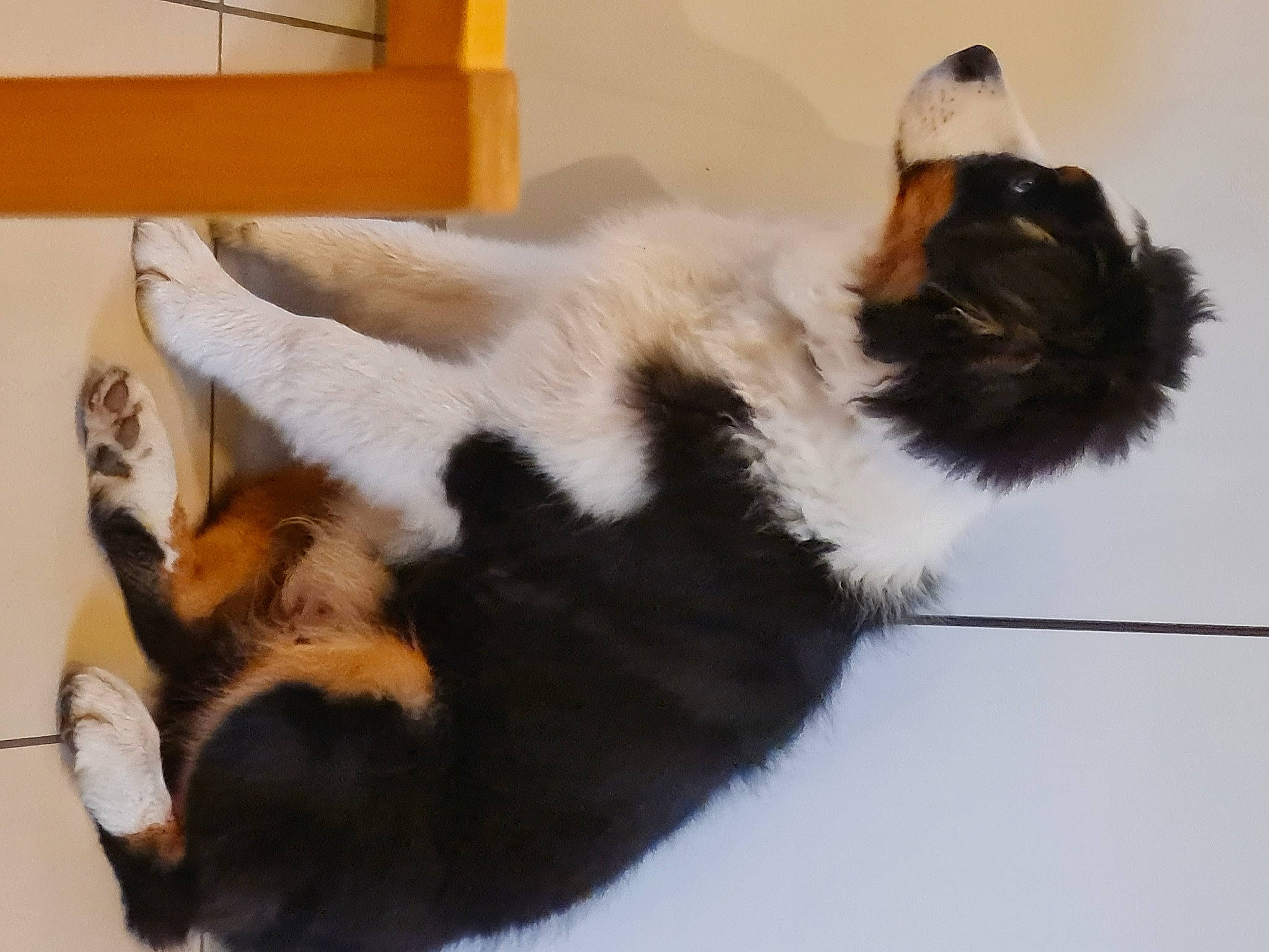 Titus participe au concours pour gagner de l'argent avec cette photo : canidae, carnivore, cat, claw, companion_dog, dog_breed, felidae, fur, natural_material, paw, small_to_medium_sized_cats, snout, sporting_group, tail, terrestrial_animal, whiskers