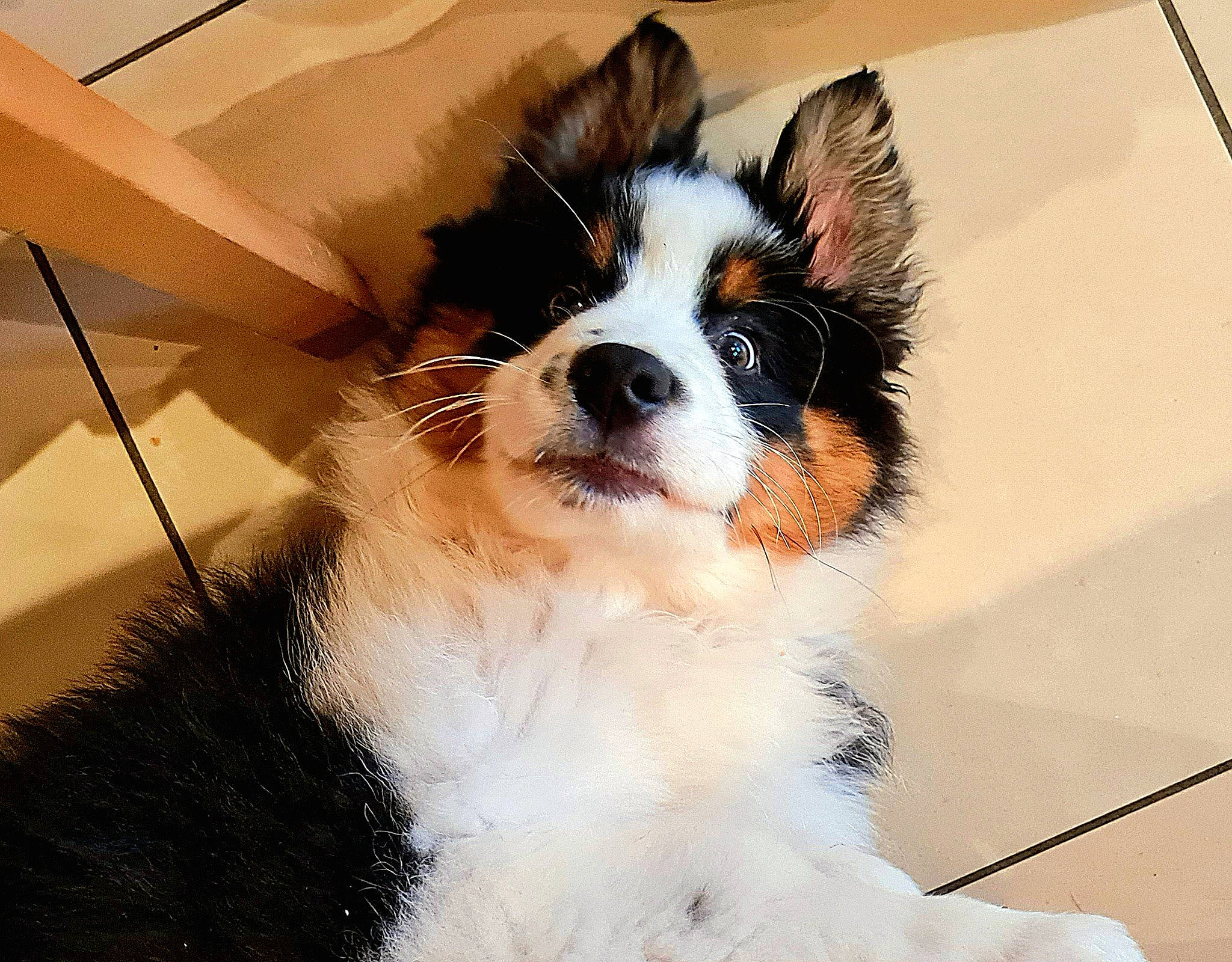 Titus participe au concours pour gagner de l'argent avec cette photo : ancient_dog_breeds, art, canidae, carnivore, companion_dog, dog, dog_breed, fur, herding_dog, sporting_group, terrestrial_animal, toy_dog, whiskers, working_animal, working_dog