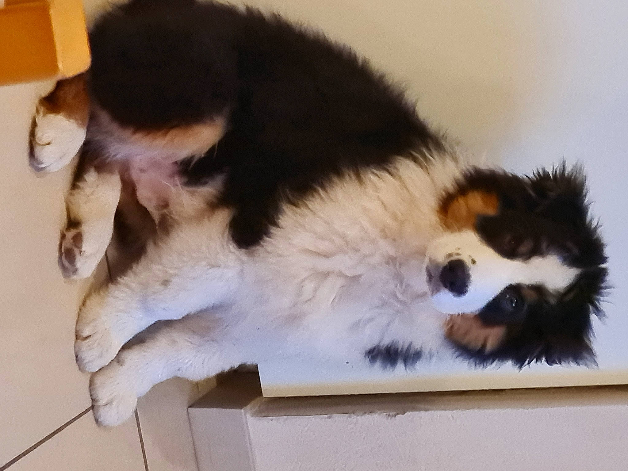 Titus participe au concours pour gagner de l'argent avec cette photo : canidae, carnivore, cat, claw, companion_dog, dog_breed, domestic_short_haired_cat, felidae, flooring, fur, hardwood, paw, small_to_medium_sized_cats, sporting_group, tail, terrestrial_animal, whiskers, window, wood