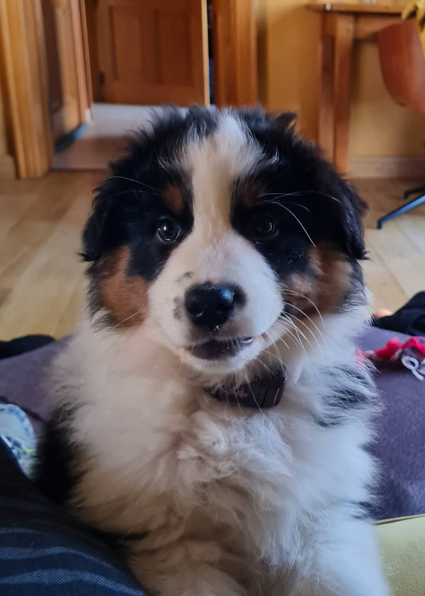 Titus participe au concours pour gagner de l'argent avec cette photo : australian_shepherd, cabinetry, canidae, carnivore, companion_dog, dog, dog_breed, door, fur, hardwood, herding_dog, whiskers, working_animal, working_dog