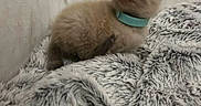 Wally participe au concours pour gagner de l'argent avec cette photo : animal, blanket, cat, collar, cozy, cute, feline, fluffy, home, indoors, kitten, pet, portrait, relaxed, shaggy_blanket, sitting, soft_fur, turquoise_collar, wall, whiskers