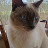 cat, siamese_cat, pet, animal, blue_eyes, cream_fur, dark_ears, whiskers, sitting, portrait, close_up, indoors, window, woodland, nature, fur, mammal, facial_expression, table, photography