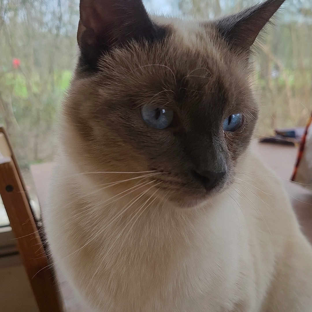 Wally participe au concours pour gagner de l'argent avec cette photo : cat, siamese_cat, pet, animal, blue_eyes, cream_fur, dark_ears, whiskers, sitting, portrait, close_up, indoors, window, woodland, nature, fur, mammal, facial_expression, table, photography