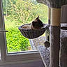 animal, cat, cat_tree, daylight, feline, fur, garden, hammock, home, indoors, looking_outside, lounging, perch, pet, radiator, scratching_post, siamese_cat, sitting, trees, window