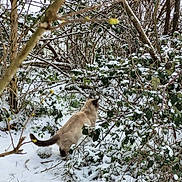 Wally a rejoint le concours — aidez-le/la à gagner de superbes lots ! animal, brambles, branches, bushes, cat, cream_fur, exploring, fluffy_tail, forest, nature, outdoors, photography, snow, snowy_ground, trees, underbrush, walking, wildlife, winter, woodland