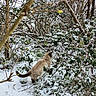 animal, brambles, branches, bushes, cat, cream_fur, exploring, fluffy_tail, forest, nature, outdoors, photography, snow, snowy_ground, trees, underbrush, walking, wildlife, winter, woodland