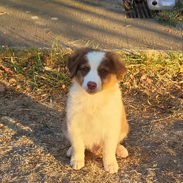 Bubba participe au concours pour gagner de l'argent avec cette photo : puppy, dog, canine, pet, sitting, outdoor, sunlight, golden_hour, grass, dirt, yard, fence, floppy_ears, white_blaze, brown_fur, white_fur, puppy_face, animal_portrait, nature, cute