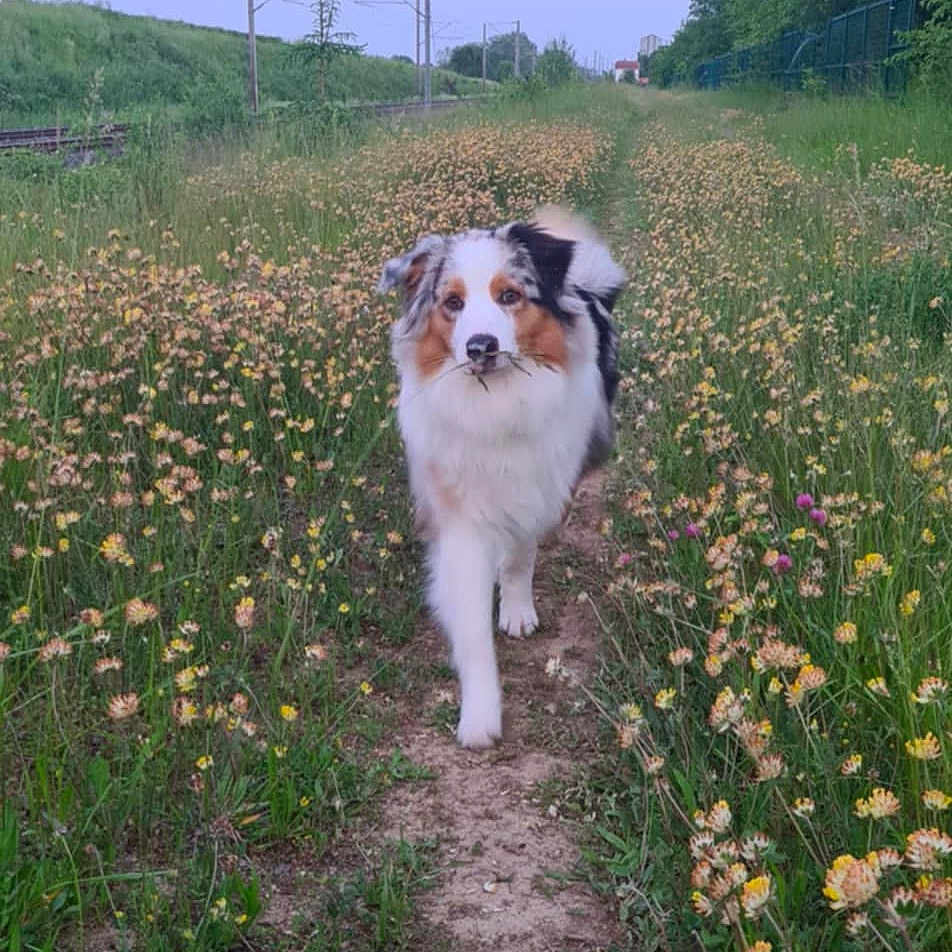 Arko