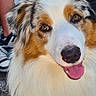 animal, australian_shepherd, brown_eyes, closeup, concrete_floor, dog, fluffy, garden_tools, happy, multicolor_fur, outdoor, person_legs, pet, portrait, smiling, sneakers, tongue_out, toolbox, white_fur, wooden_fence