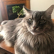 Rufus Snuffleufagus is registered to the contest to win money with this photo: animal, bonsai, cat, closeup, cute, face, feline, fluffy, fur, gray, green_eyes, indoor, mammal, pet, plant, portrait, relaxed, table, whiskers, wood