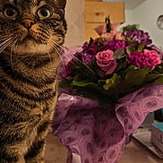 Moumoune a rejoint le concours — aidez-le/la à gagner de superbes lots ! cat, tabby, flower_bouquet, pink_flowers, purple_flowers, indoor, curious, close_up, pet, whiskers, feline, plant, table, decor, animal, nature, houseplant, domestic, colorful, portrait