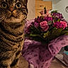 cat, tabby, flower_bouquet, pink_flowers, purple_flowers, indoor, curious, close_up, pet, whiskers, feline, plant, table, decor, animal, nature, houseplant, domestic, colorful, portrait