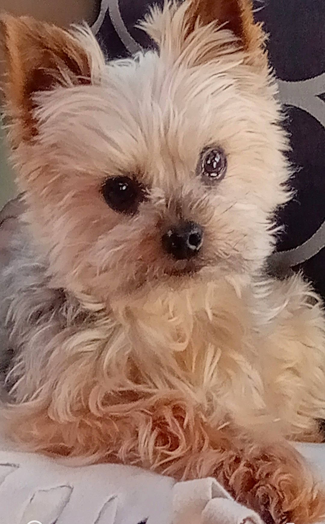 Leon a rejoint le concours — aidez-le/la à gagner de superbes lots ! canidae, carnivore, companion_dog, dessert, dog, dog_breed, fur, happy, maltepoo, non_sporting_group, puppy, small_terrier, snout, terrestrial_animal, terrier, toy_dog, whiskers, working_animal