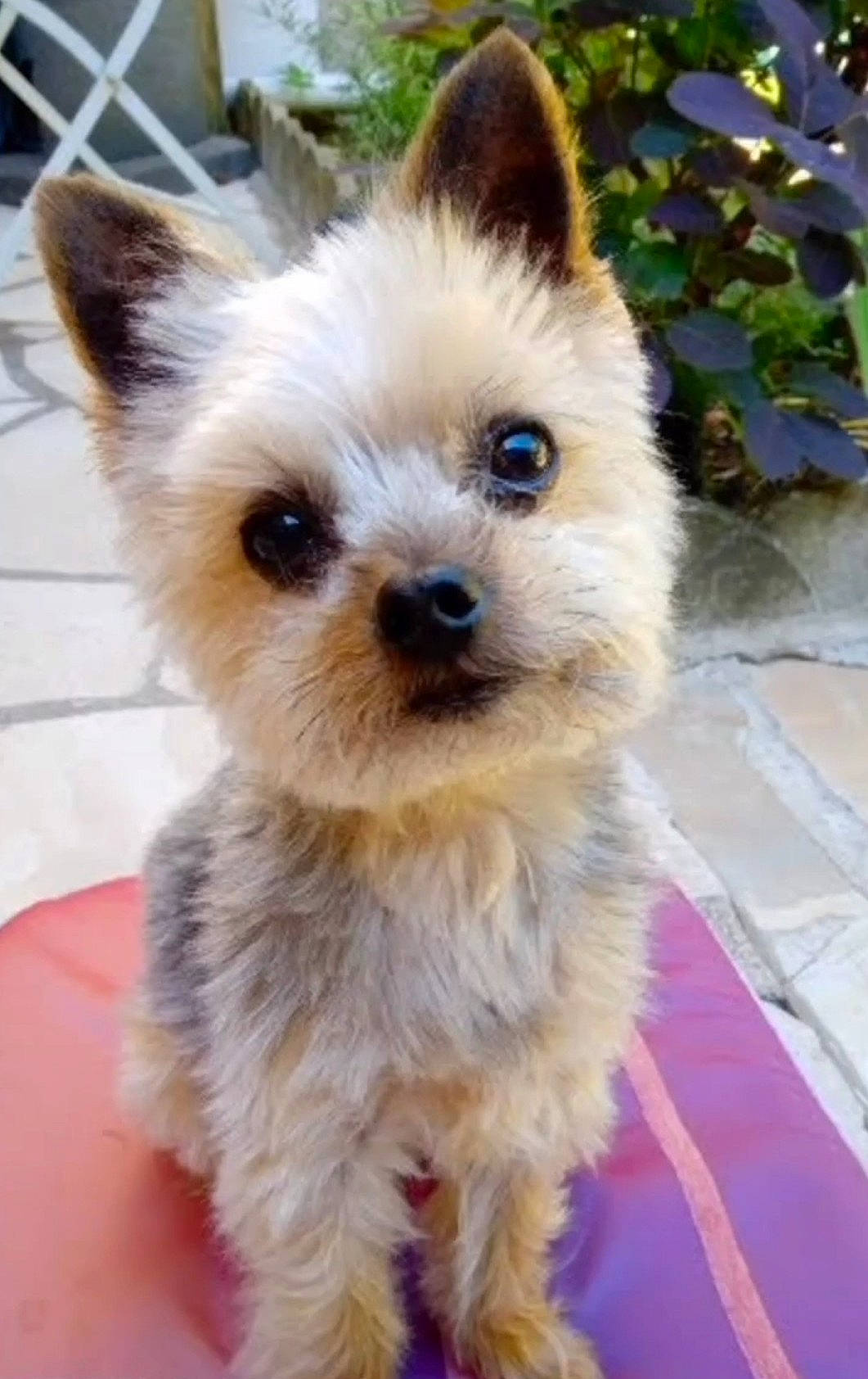 Leon participe au concours pour gagner de l'argent avec cette photo : canidae, carnivore, companion_dog, dog, dog_breed, dog_supply, ear, fawn, fur, hair, head, liver, plant, snout, sporting_group, tail, terrestrial_animal, toy_dog, whiskers, working_animal