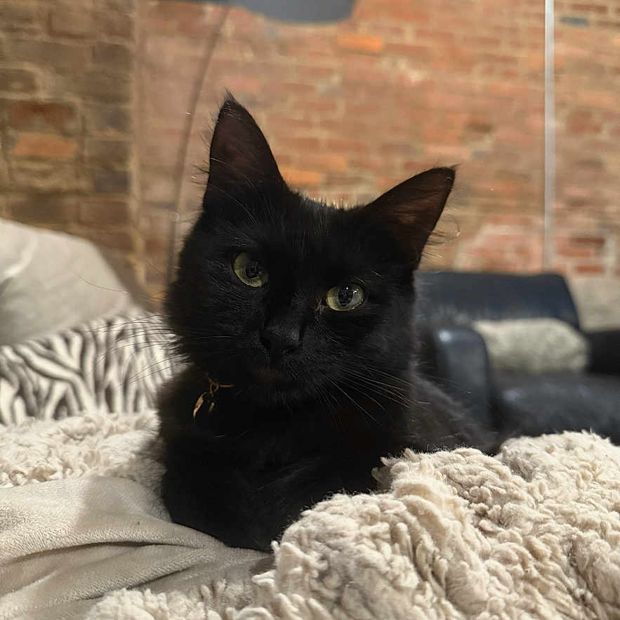 Vela joined the competition — help win amazing prizes! animal, black_cat, blanket, brick_wall, cat, couch, cozy, cute, ear, eyes, face, fur, furniture, homedecor, indoor, lamp, pet, relaxing, resting, whiskers