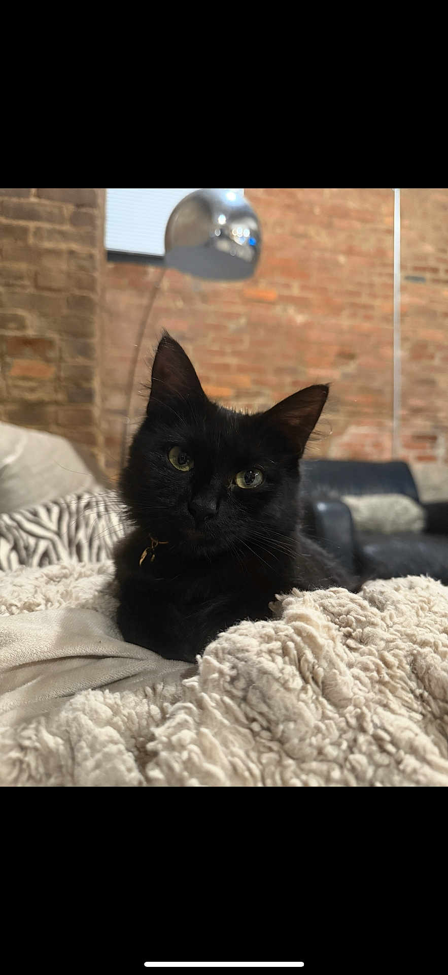 Vela joined the competition — help win amazing prizes! animal, black_cat, blanket, brick_wall, cat, couch, cozy, cute, ear, eyes, face, fur, furniture, homedecor, indoor, lamp, pet, relaxing, resting, whiskers