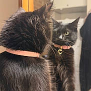Vela joined the competition — help win amazing prizes! animal, black_cat, cat, closeup, companionship, curious, cute, domestic_cat, feline, fur, heart_tag, household, indoor, looking, mirror, pet, pink_collar, portrait, reflection, whiskers