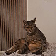 Bouve participe au concours pour gagner de l'argent avec cette photo : cat, tabby, animal, pet, feline, indoor, relaxed, sitting, fur, ears, whiskers, paws, bed, blanket, striped, resting, cute, mammal, domestic, looking