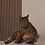 cat, tabby, animal, pet, feline, indoor, relaxed, sitting, fur, ears, whiskers, paws, bed, blanket, striped, resting, cute, mammal, domestic, looking