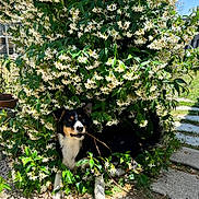 Akira participe au concours pour gagner de l'argent avec cette photo : dog, flower_bush, white_flowers, green_leaves, outdoor, sunlight, shadow, gravel, stone_path, nature, pet, playful, stick, black_and_white, animal, garden, summer, leafy, shrub, happy