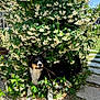 dog, flower_bush, white_flowers, green_leaves, outdoor, sunlight, shadow, gravel, stone_path, nature, pet, playful, stick, black_and_white, animal, garden, summer, leafy, shrub, happy