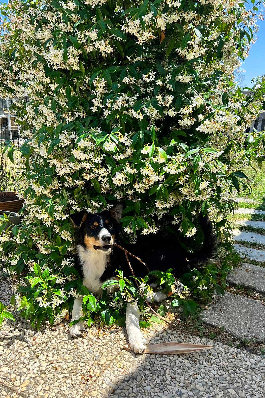 Akira participe au concours pour gagner de l'argent avec cette photo : dog, flower_bush, white_flowers, green_leaves, outdoor, sunlight, shadow, gravel, stone_path, nature, pet, playful, stick, black_and_white, animal, garden, summer, leafy, shrub, happy