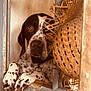 dog, window, paws, spotted_dog, rustic, wood, hat, woven, curious, pet, animal, brown, white, closeup, indoor, texture, frame, fence, looking, domestic