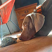 Nyx participe au concours pour gagner de l'argent avec cette photo : ammunition, animal, canine, dog, furniture, grenade, hardwood, hound, indoors, interiordesign, labradorretriever, pet, pointer, puppy, reptile, sealife, tortoise, turtle, weapon, wood