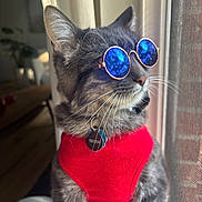 Azul is registered to the contest to win money with this photo: cat, gray_tabby, sunglasses, red_vest, indoor, window, pet, whiskers, reflection, curtains, collar, tag, feline, domestic_animal, looking_away, closeup, sunlight, fur, portrait, cool