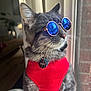 cat, gray_tabby, sunglasses, red_vest, indoor, window, pet, whiskers, reflection, curtains, collar, tag, feline, domestic_animal, looking_away, closeup, sunlight, fur, portrait, cool