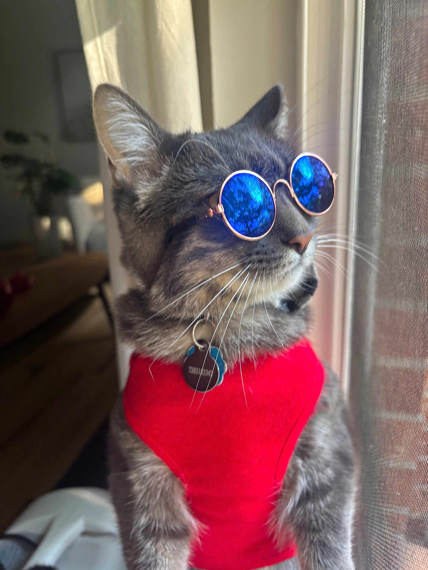 Azul is registered to the contest to win money with this photo: cat, gray_tabby, sunglasses, red_vest, indoor, window, pet, whiskers, reflection, curtains, collar, tag, feline, domestic_animal, looking_away, closeup, sunlight, fur, portrait, cool