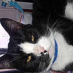 Olaf a rejoint le concours — aidez-le/la à gagner de superbes lots ! aegean_cat, american_wirehair, black_and_white, black_cat, carnivore, cat, claw, domestic_short_haired_cat, european_shorthair, felidae, fur, kitten, mammal, polydactyl_cat, small_to_medium_sized_cats, snout, whiskers