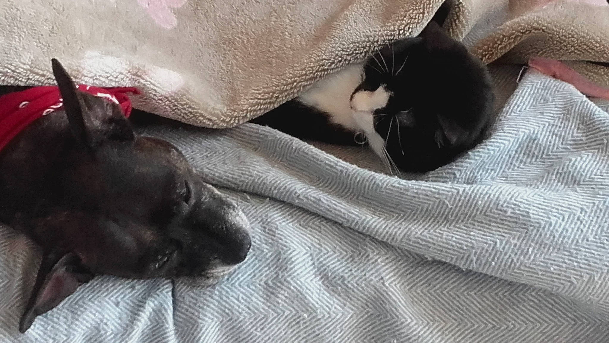 Olaf a rejoint le concours — aidez-le/la à gagner de superbes lots ! bed, black_cat, carnivore, cat, comfort, companion_dog, dog, dog_breed, domestic_short_haired_cat, ear, fawn, felidae, fur, grey, linens, small_to_medium_sized_cats, snout, sporting_group, tail, whiskers