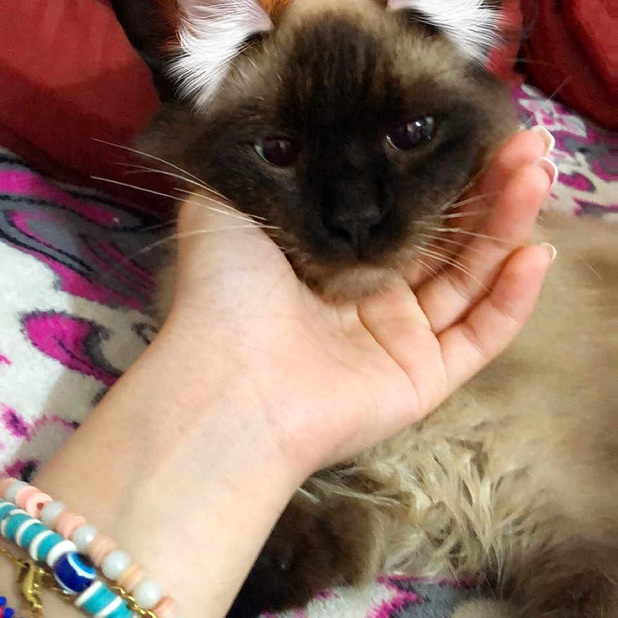 Lilo a rejoint le concours — aidez-le/la à gagner de superbes lots ! cat, hand, bracelets, colorful_blanket, red_cushion, indoor, pet, fur, resting, cute, digital_ears, accessories, purple, pink, patterned_blanket, feline, domestic_animal, close_up, relaxation, animal_face