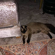Lilo a rejoint le concours — aidez-le/la à gagner de superbes lots ! cat, siamese_cat, carpet, floor_tiles, furniture, couch, indoor, pet, resting, relaxed, animal, soft_texture, home, cozy, living_room, pattern, decor, paw, fur, sleeping