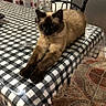 Lilo participe au concours pour gagner de l'argent avec cette photo : cat, siamese_cat, table, tablecloth, checkered_pattern, glass_jar, kitchen, chair, floor_tiles, domestic_animal, pet, feline, stretching, indoor, brown, black, cream, fur, curtains, home