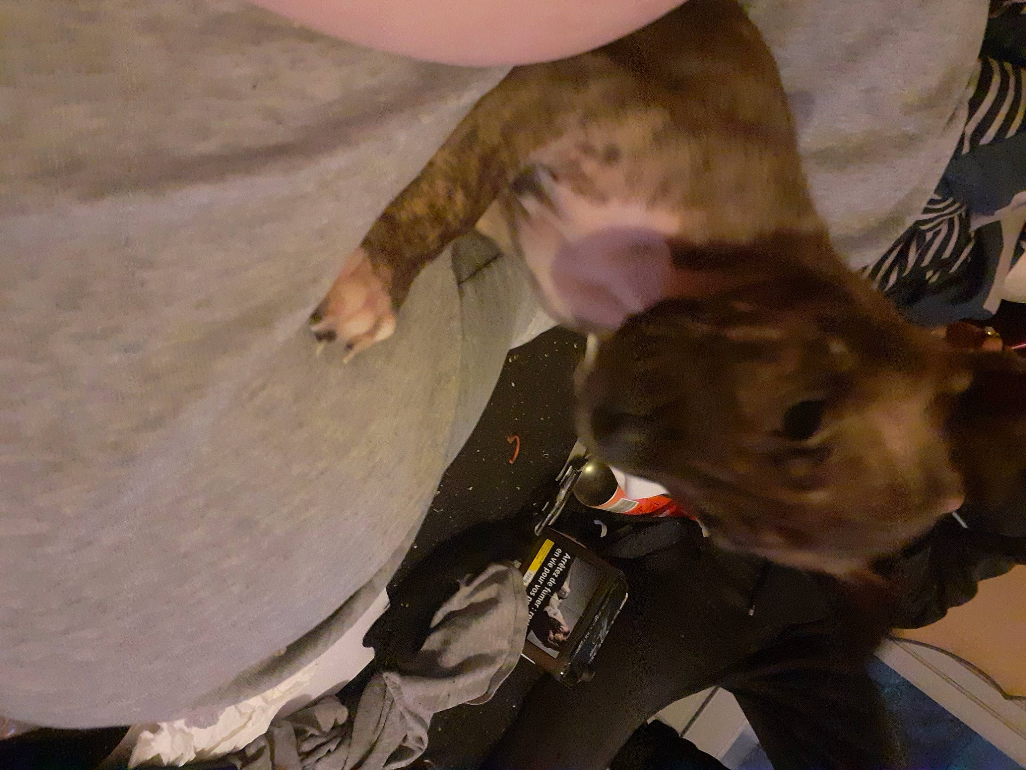 Chiva a rejoint le concours — aidez-le/la à gagner de superbes lots ! canidae, carnivore, collar, comfort, companion_dog, dog, dog_breed, ear, fawn, felidae, fur, gesture, guard_dog, liver, small_to_medium_sized_cats, snout, sporting_group, weimaraner, whiskers, working_animal