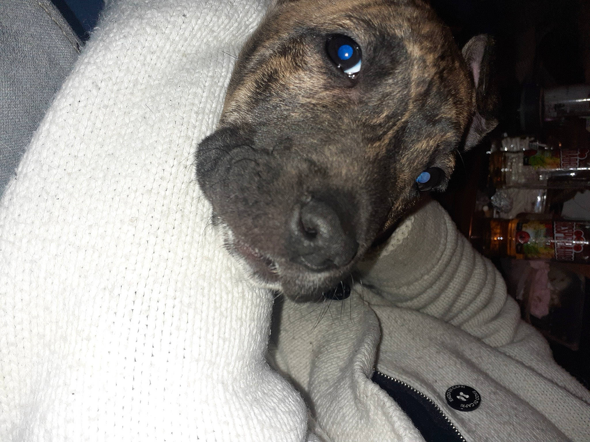 Chiva participe au concours pour gagner de l'argent avec cette photo : borador, canidae, carnivore, collar, companion_dog, dog, dog_breed, ear, fawn, fur, grey, guard_dog, liver, non_sporting_group, snout, sporting_group, terrestrial_animal, whiskers, working_animal