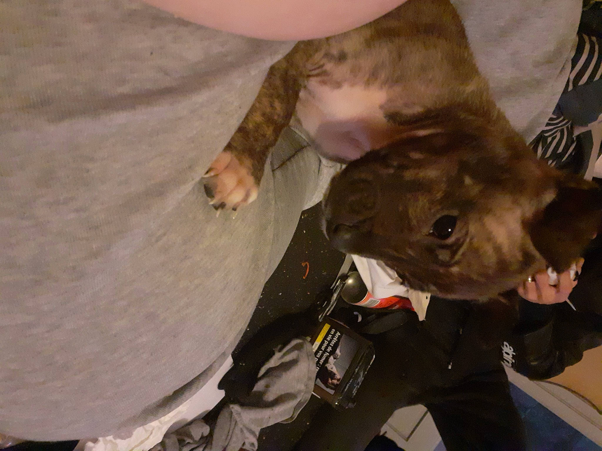 Chiva participe au concours pour gagner de l'argent avec cette photo : canidae, carnivore, comfort, companion_dog, dog, dog_breed, fawn, felidae, fur, gesture, guard_dog, liver, small_to_medium_sized_cats, snout, sporting_group, terrestrial_animal, weimaraner, whiskers, working_animal, wrinkle