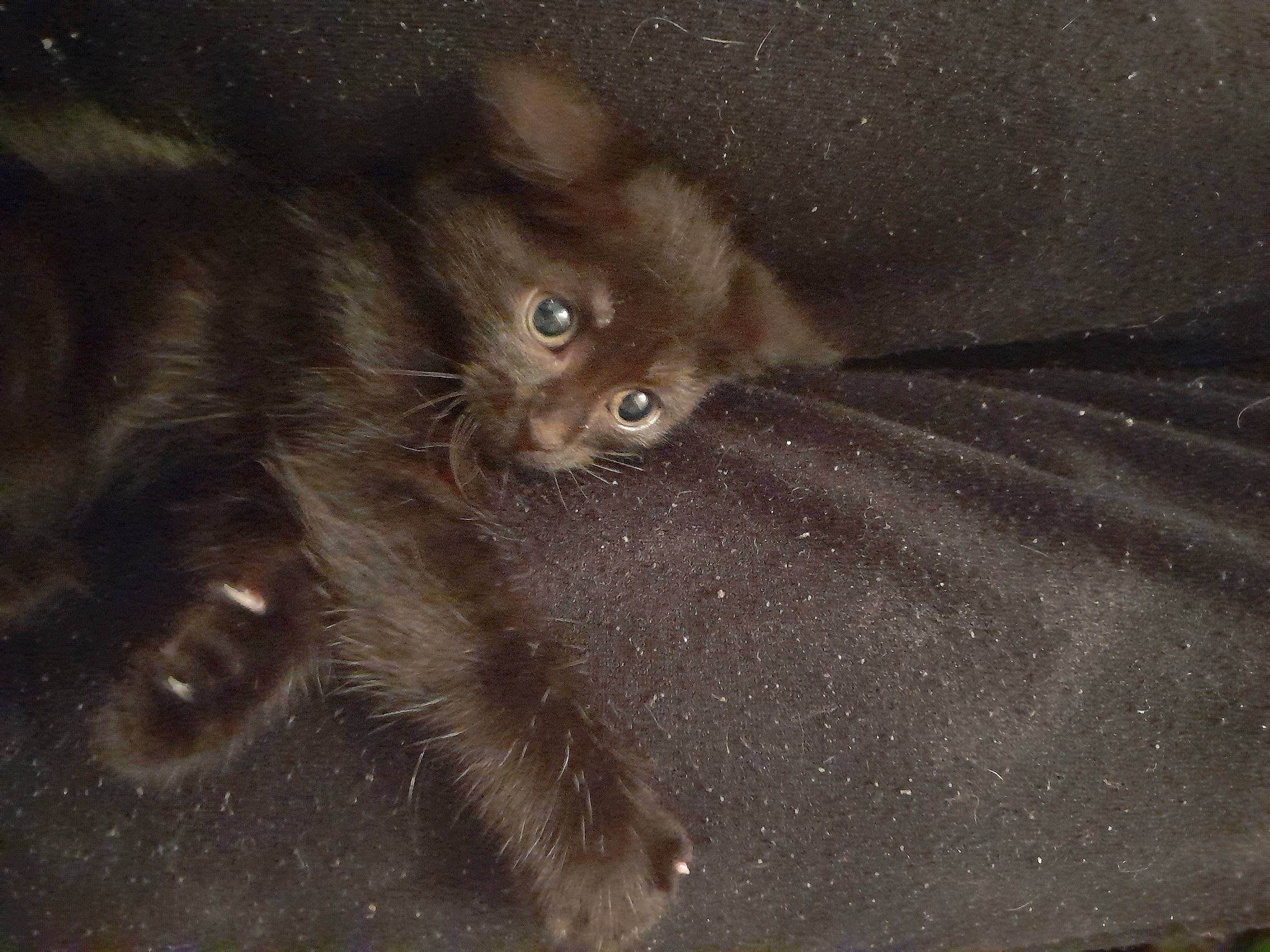 Banga participe au concours pour gagner de l'argent avec cette photo : carnivore, cat, claw, comfort, darkness, domestic_short_haired_cat, felidae, foot, fur, grey, iris, paw, small_to_medium_sized_cats, snout, tail, terrestrial_animal, whiskers