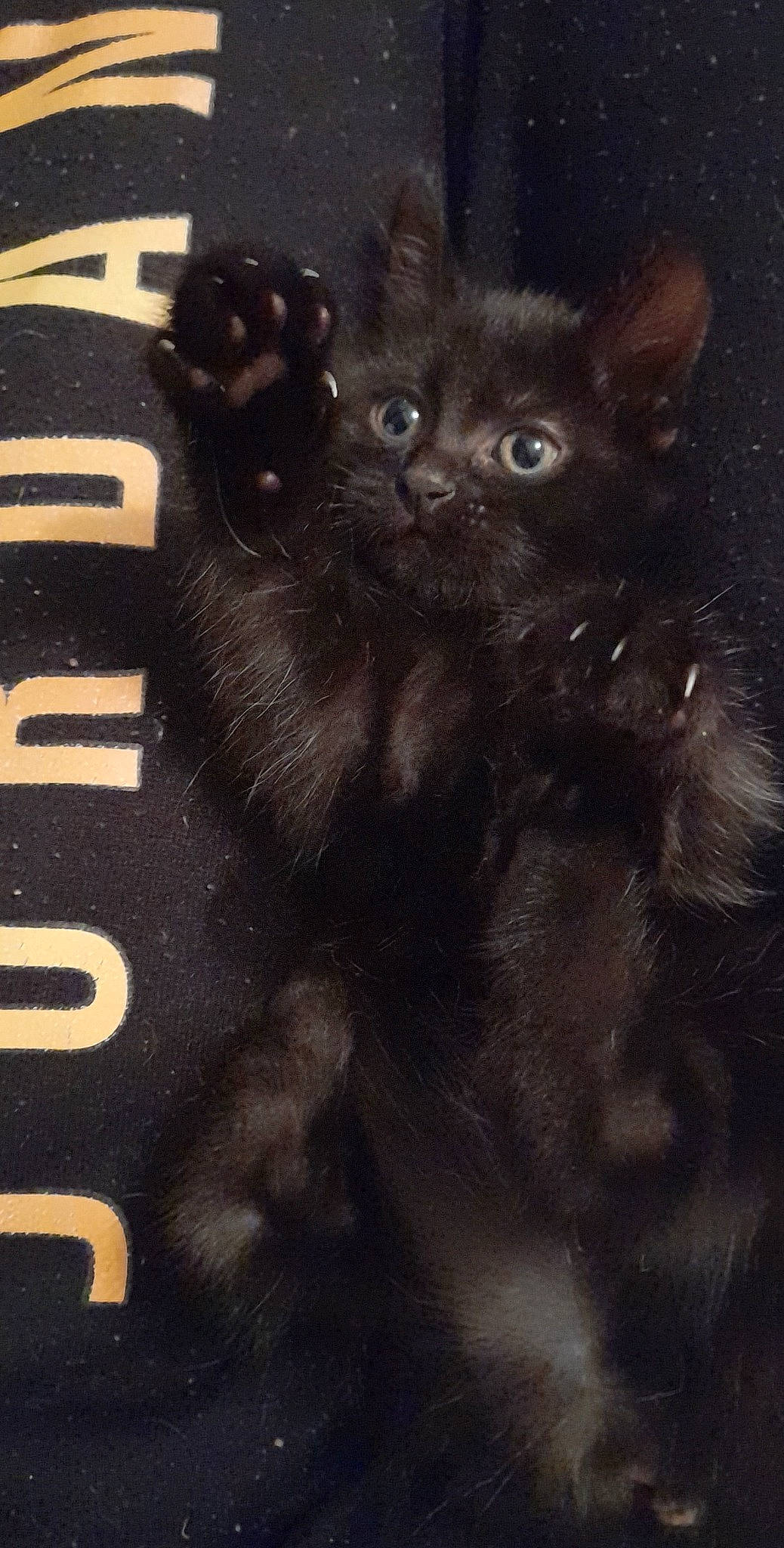 Banga participe au concours pour gagner de l'argent avec cette photo : art, black_cat, carnivore, cat, claw, darkness, domestic_short_haired_cat, felidae, font, fur, grey, monochrome, monochrome_photography, paw, photo_caption, small_to_medium_sized_cats, snout, tail, terrestrial_animal, whiskers