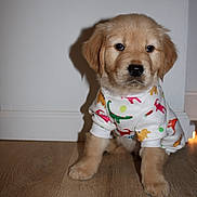 Milo is registered to the contest to win money with this photo: puppy, golden_retriever, dog, pet, young, cute, onesie, clothing, indoor, wooden_floor, white_wall, animal, mammal, sitting, small, adorable, fur, shadow, looking, front_view