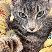 Blue joined the competition — help win amazing prizes! cat, tabby, close_up, green_eyes, paw, fur, whiskers, pet, animal, yellow_fabric, patterned_cloth, indoor, cute, domestic_cat, feline, soft_texture, relaxed, resting, portrait, curious