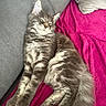 cat, kitten, sleeping, fluffy, gray_fur, long_hair, tabby, animal, pet, cute, relaxed, indoors, couch, blanket, pink_blanket, pillow, cozy, portrait, paws, tail