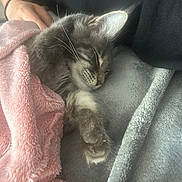Ragnar participe au concours pour gagner de l'argent avec cette photo : cat, kitten, sleeping, sleepy, fluffy, furry, gray_cat, tabby, whiskers, ears, paws, blanket, pink_blanket, gray_blanket, cozy, indoors, lap, human_hand, relaxed, pet
