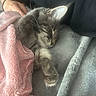 cat, kitten, sleeping, sleepy, fluffy, furry, gray_cat, tabby, whiskers, ears, paws, blanket, pink_blanket, gray_blanket, cozy, indoors, lap, human_hand, relaxed, pet