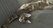Ragnar participe au concours pour gagner de l'argent avec cette photo : cat, kitten, long_hair, tabby, gray_fur, brown_fur, green_eyes, animal, pet, couch, sofa, cushion, indoor, home, relaxed, lying_down, stretched, sleepy, whiskers, portrait