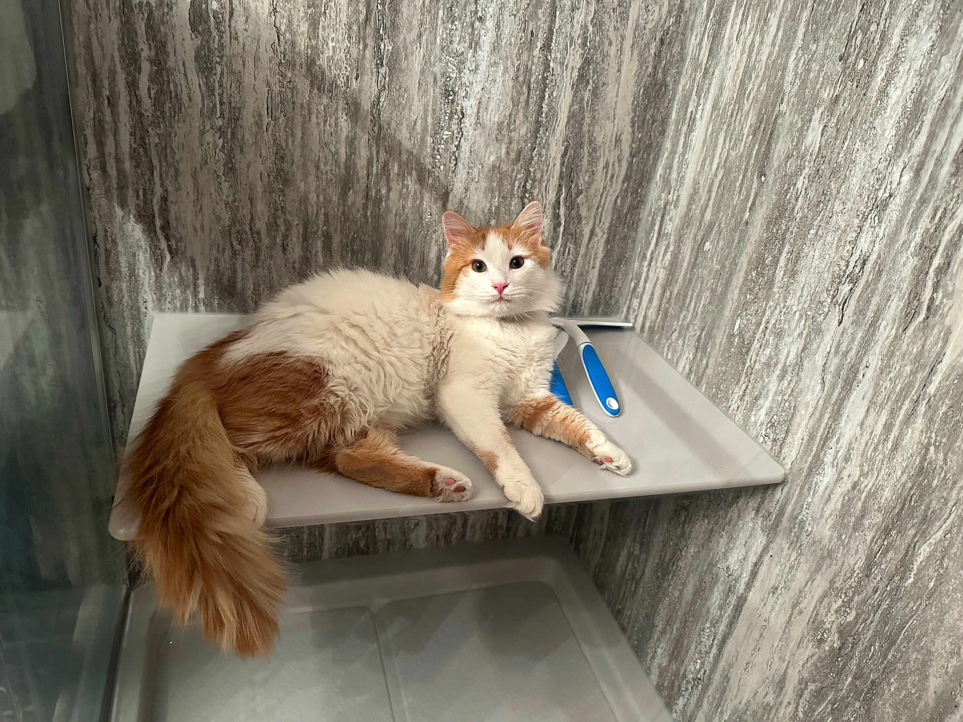 Ozzy is registered to the contest to win money with this photo: cat, feline, pet, fluffy, long_hair, tail, paws, pink_paw, shelf, bathroom, shower, squeegee, cleaning_tool, textured_wall, gray_wall, relaxing, looking_at_camera, indoor, white_and_orange, portrait